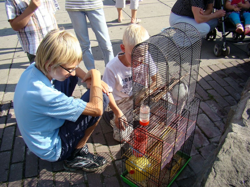 Zdjęcie w galerii na portalu naszwodzislaw.com: Gryzonie pędziły po zwycięstwo wiadomości z regionu
