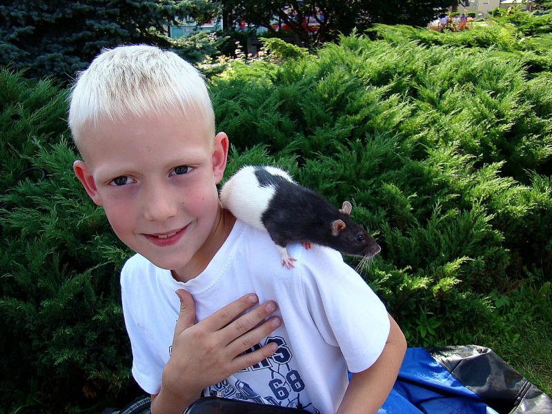 Zdjęcie w galerii na portalu naszwodzislaw.com: Gryzonie pędziły po zwycięstwo wiadomości z regionu