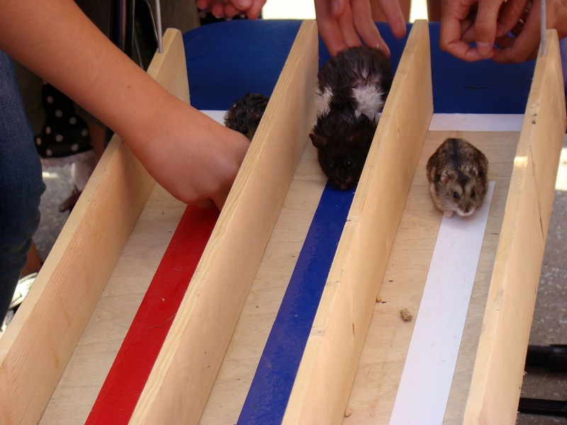 Zdjęcie w galerii na portalu naszwodzislaw.com: Gryzonie pędziły po zwycięstwo wiadomości z regionu