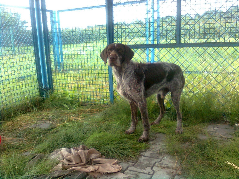 Zdjęcie w galerii na portalu naszwodzislaw.com: Te pieski szukają właścicieli wiadomości z regionu