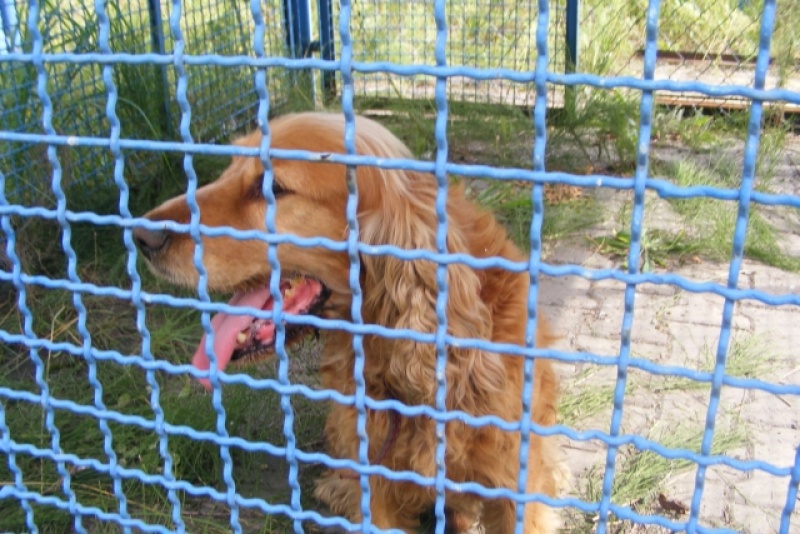 Zdjęcie w galerii na portalu naszwodzislaw.com: Te pieski szukają właścicieli wiadomości z regionu