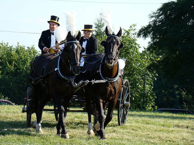 Zdjęcie w galerii na portalu naszwodzislaw.com: Każdy mógł przejechać się bryczką wiadomości z regionu