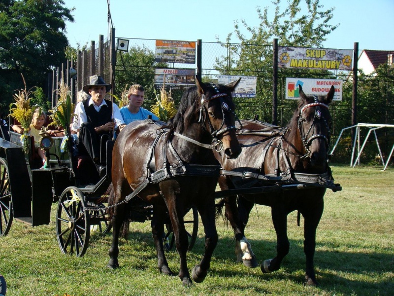Zdjęcie w galerii na portalu naszwodzislaw.com: Każdy mógł przejechać się bryczką wiadomości z regionu