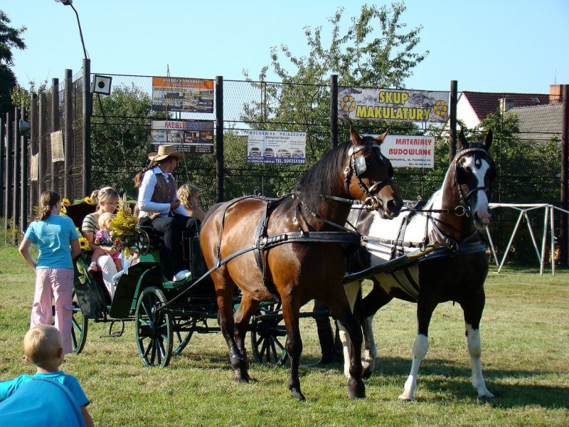 Zdjęcie w galerii na portalu naszwodzislaw.com: Każdy mógł przejechać się bryczką wiadomości z regionu