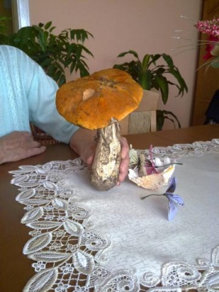 Zdjęcie w galerii na portalu naszwodzislaw.com: Grzybobranie radnego Balcera wiadomości z regionu