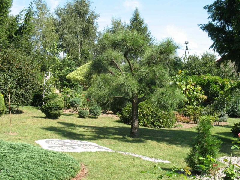 Zdjęcie w galerii na portalu naszwodzislaw.com: Najpiękniejszy ogród wybrany wiadomości z regionu