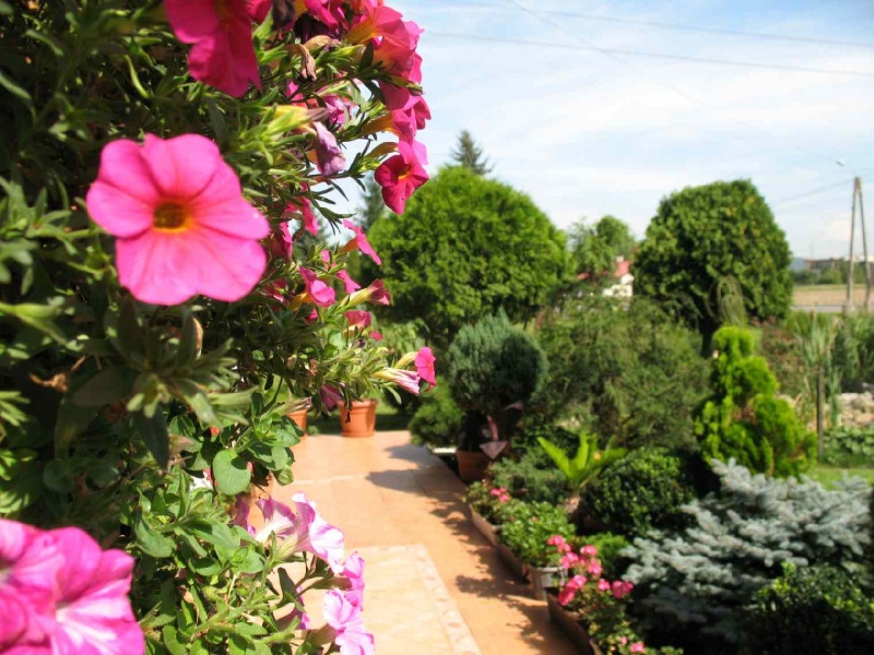 Zdjęcie w galerii na portalu naszwodzislaw.com: Najpiękniejszy ogród wybrany wiadomości z regionu