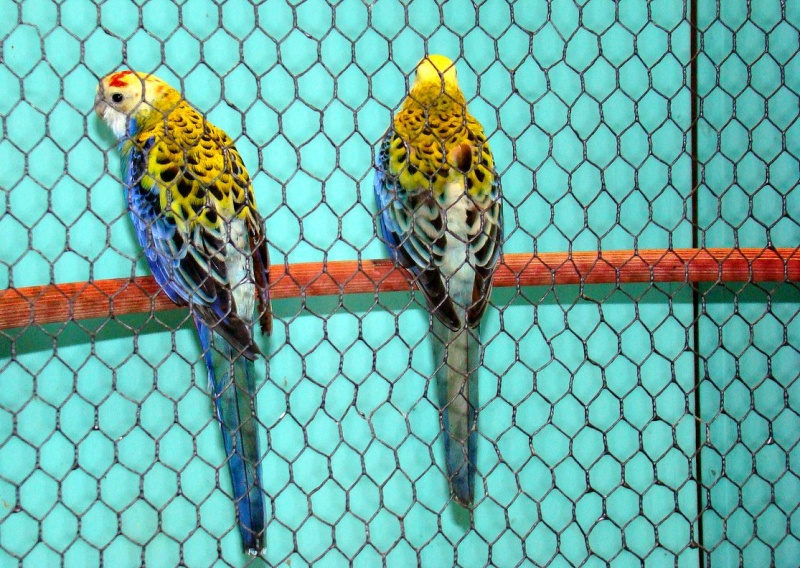 Zdjęcie w galerii na portalu naszwodzislaw.com: Rozella białolica nie bała się ludzi wiadomości z regionu