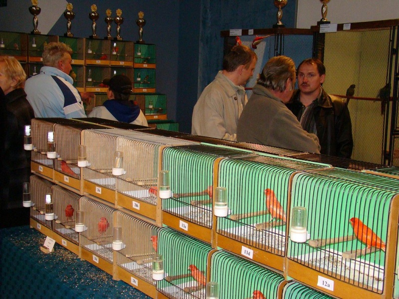 Zdjęcie w galerii na portalu naszwodzislaw.com: Rozella białolica nie bała się ludzi wiadomości z regionu