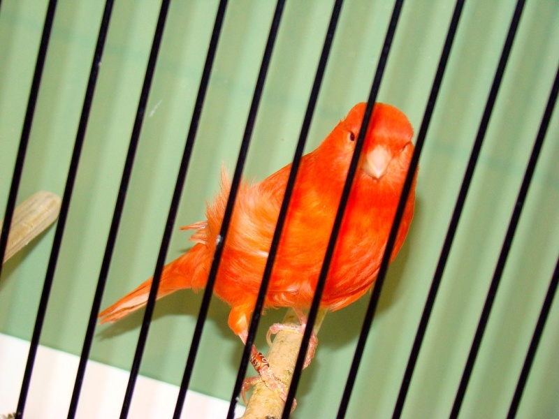 Zdjęcie w galerii na portalu naszwodzislaw.com: Rozella białolica nie bała się ludzi wiadomości z regionu