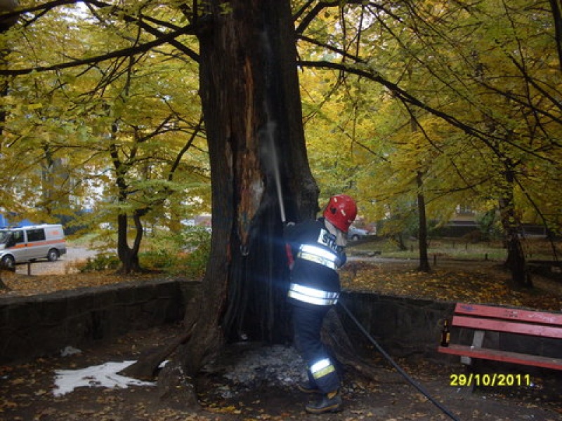 Zdjęcie w galerii na portalu naszwodzislaw.com: Znów ktoś podpalil w parku drzewo! wiadomości z regionu