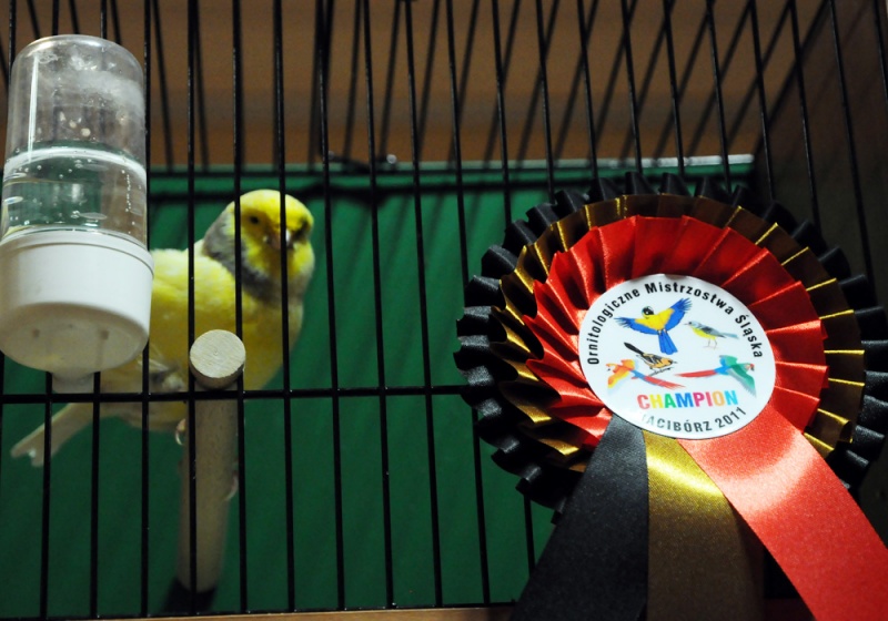 Zdjęcie w galerii na portalu naszwodzislaw.com: Wodzisławscy hodowcy ze złotem wiadomości z regionu