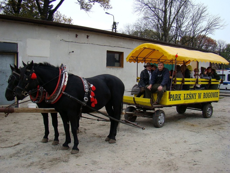 Zdjęcie w galerii na portalu naszwodzislaw.com: Tradycyjna pogoń za lisem w Kokoszycach wiadomości z regionu