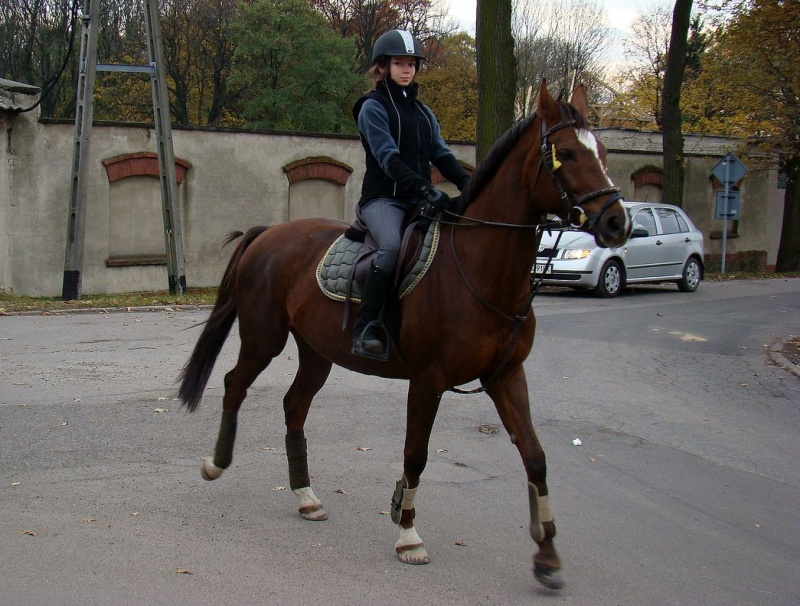 Zdjęcie w galerii na portalu naszwodzislaw.com: Tradycyjna pogoń za lisem w Kokoszycach wiadomości z regionu