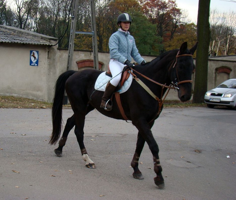 Zdjęcie w galerii na portalu naszwodzislaw.com: Tradycyjna pogoń za lisem w Kokoszycach wiadomości z regionu