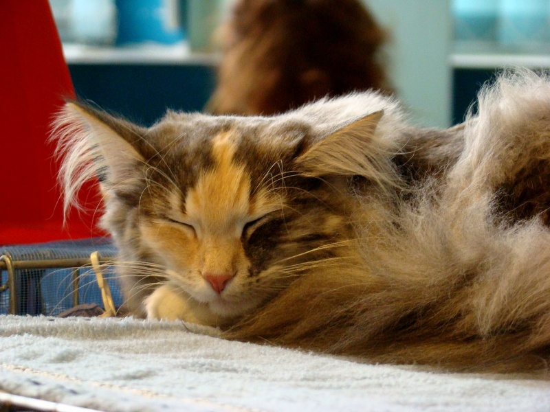 Zdjęcie w galerii na portalu naszwodzislaw.com: Mruczące futrzaki w WCK wiadomości z regionu