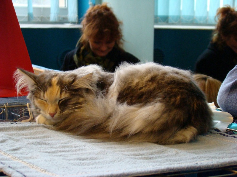 Zdjęcie w galerii na portalu naszwodzislaw.com: Mruczące futrzaki w WCK wiadomości z regionu