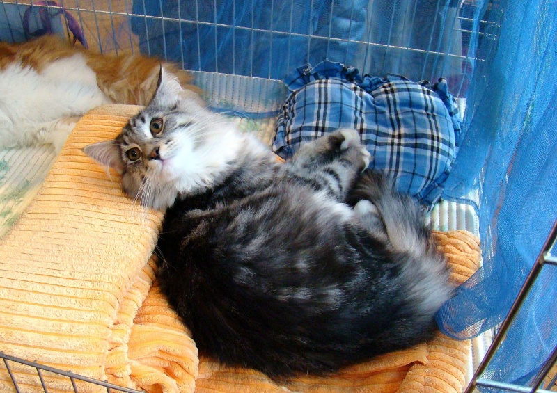 Zdjęcie w galerii na portalu naszwodzislaw.com: Mruczące futrzaki w WCK wiadomości z regionu