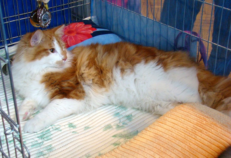 Zdjęcie w galerii na portalu naszwodzislaw.com: Mruczące futrzaki w WCK wiadomości z regionu