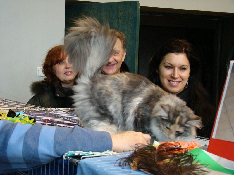 Zdjęcie w galerii na portalu naszwodzislaw.com: Mruczące futrzaki w WCK wiadomości z regionu