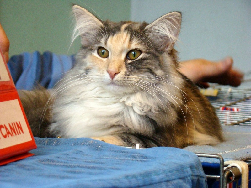 Zdjęcie w galerii na portalu naszwodzislaw.com: Mruczące futrzaki w WCK wiadomości z regionu