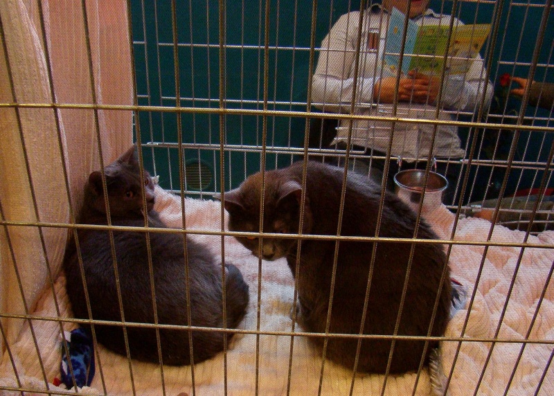 Zdjęcie w galerii na portalu naszwodzislaw.com: Mruczące futrzaki w WCK wiadomości z regionu