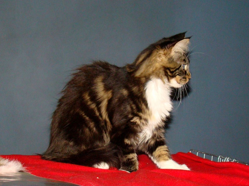 Zdjęcie w galerii na portalu naszwodzislaw.com: Mruczące futrzaki w WCK wiadomości z regionu