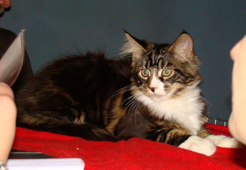 Zdjęcie w galerii na portalu naszwodzislaw.com: Mruczące futrzaki w WCK wiadomości z regionu