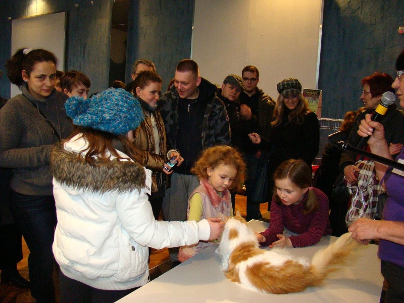 Zdjęcie w galerii na portalu naszwodzislaw.com: Mruczące futrzaki w WCK wiadomości z regionu