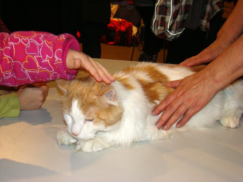 Zdjęcie w galerii na portalu naszwodzislaw.com: Mruczące futrzaki w WCK wiadomości z regionu