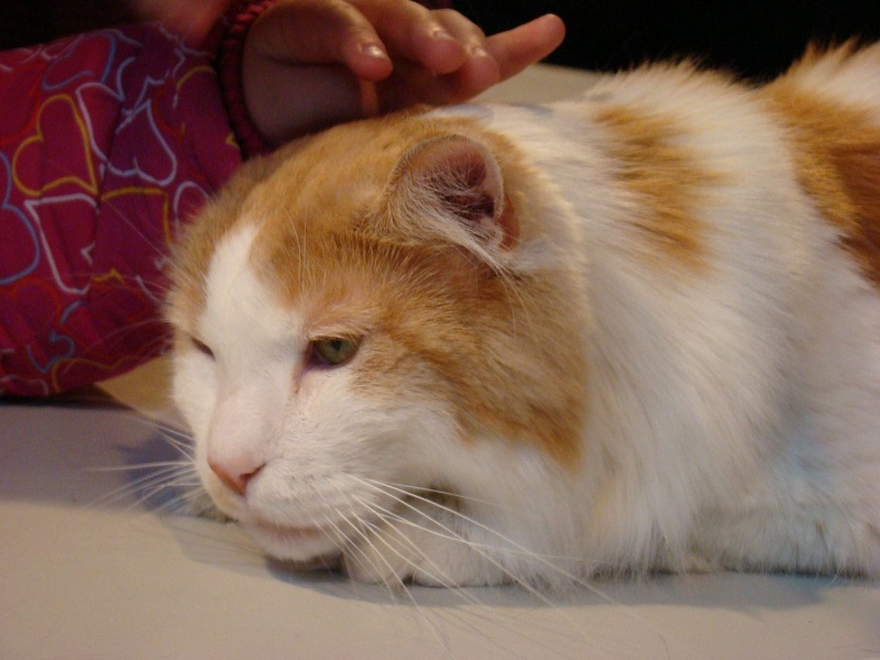 Zdjęcie w galerii na portalu naszwodzislaw.com: Mruczące futrzaki w WCK wiadomości z regionu