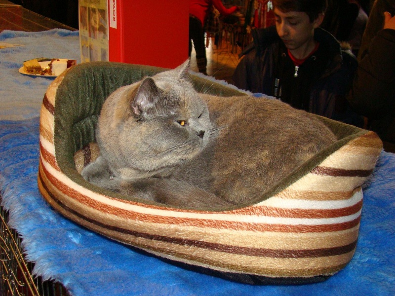 Zdjęcie w galerii na portalu naszwodzislaw.com: Mruczące futrzaki w WCK wiadomości z regionu