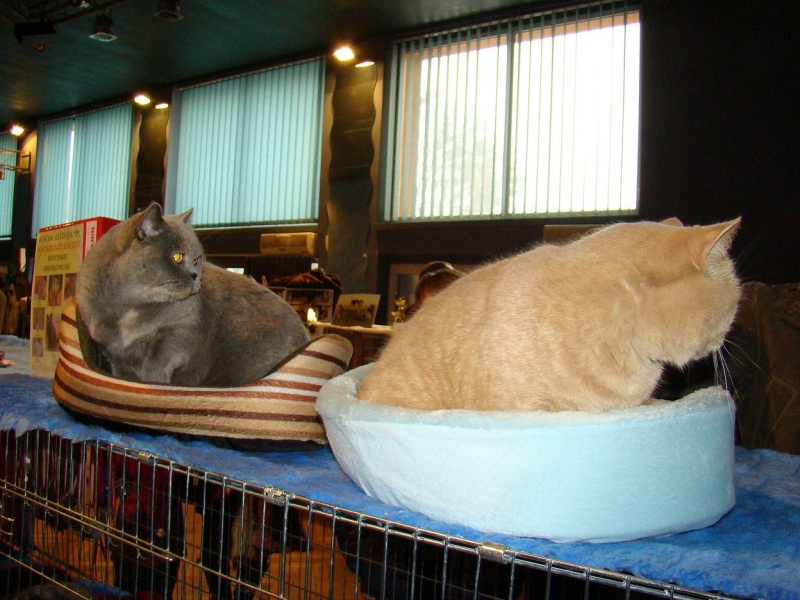 Zdjęcie w galerii na portalu naszwodzislaw.com: Mruczące futrzaki w WCK wiadomości z regionu