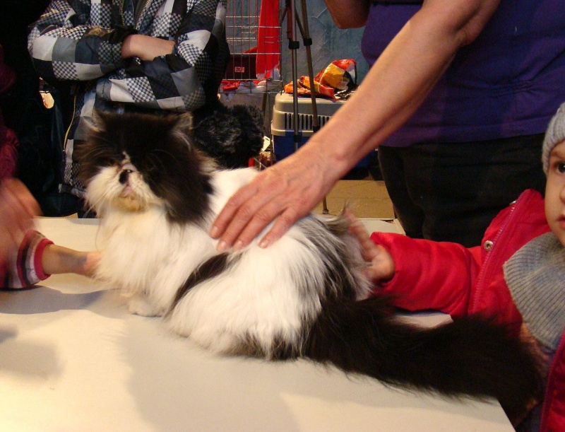 Zdjęcie w galerii na portalu naszwodzislaw.com: Mruczące futrzaki w WCK wiadomości z regionu