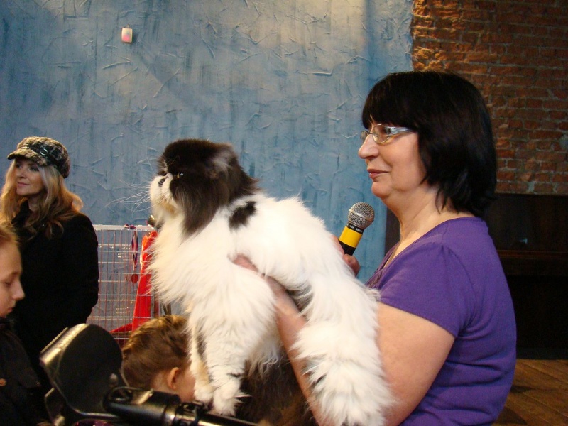 Zdjęcie w galerii na portalu naszwodzislaw.com: Mruczące futrzaki w WCK wiadomości z regionu