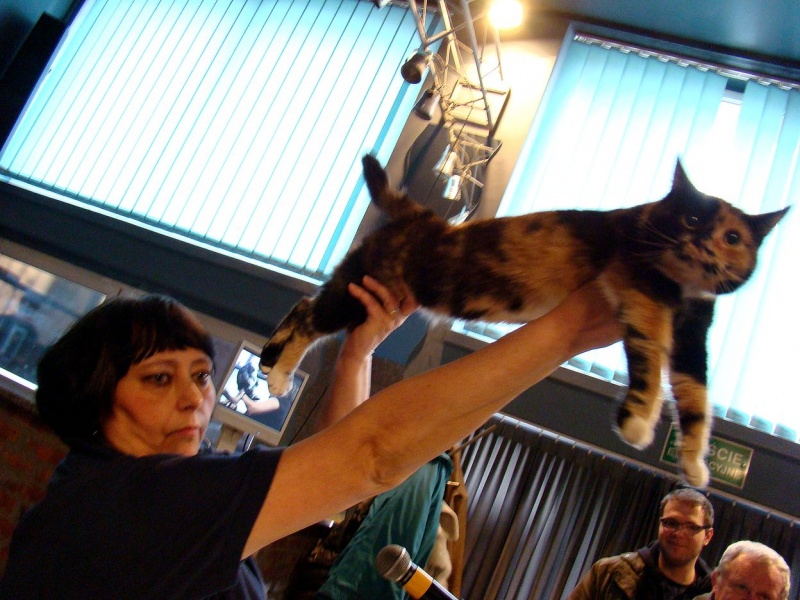 Zdjęcie w galerii na portalu naszwodzislaw.com: Mruczące futrzaki w WCK wiadomości z regionu