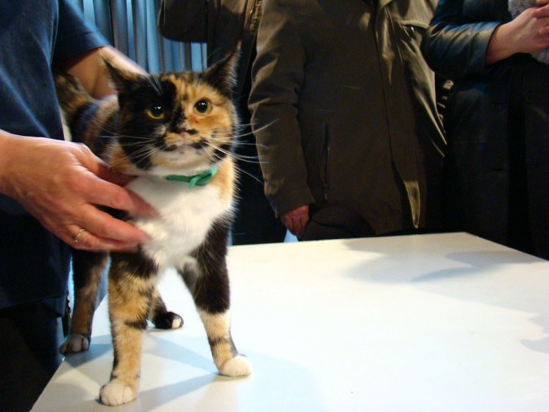 Zdjęcie w galerii na portalu naszwodzislaw.com: Mruczące futrzaki w WCK wiadomości z regionu