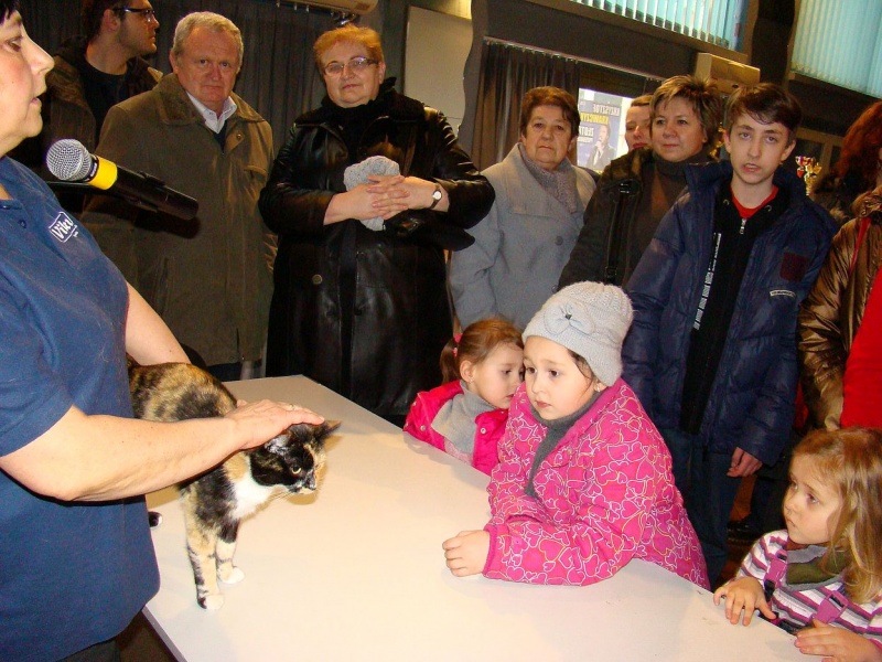 Zdjęcie w galerii na portalu naszwodzislaw.com: Mruczące futrzaki w WCK wiadomości z regionu