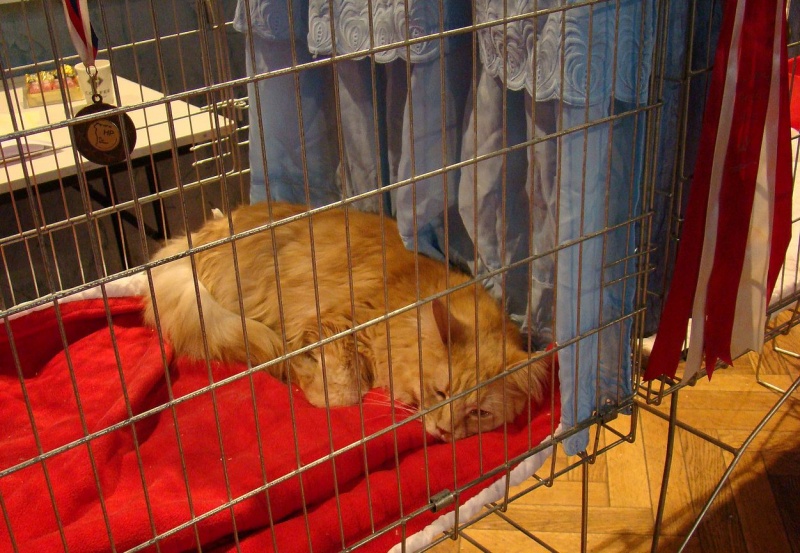 Zdjęcie w galerii na portalu naszwodzislaw.com: Mruczące futrzaki w WCK wiadomości z regionu