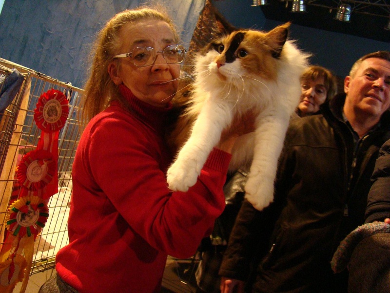 Zdjęcie w galerii na portalu naszwodzislaw.com: Mruczące futrzaki w WCK wiadomości z regionu