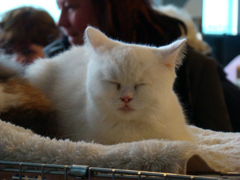 Zdjęcie w galerii na portalu naszwodzislaw.com: Mruczące futrzaki w WCK wiadomości z regionu