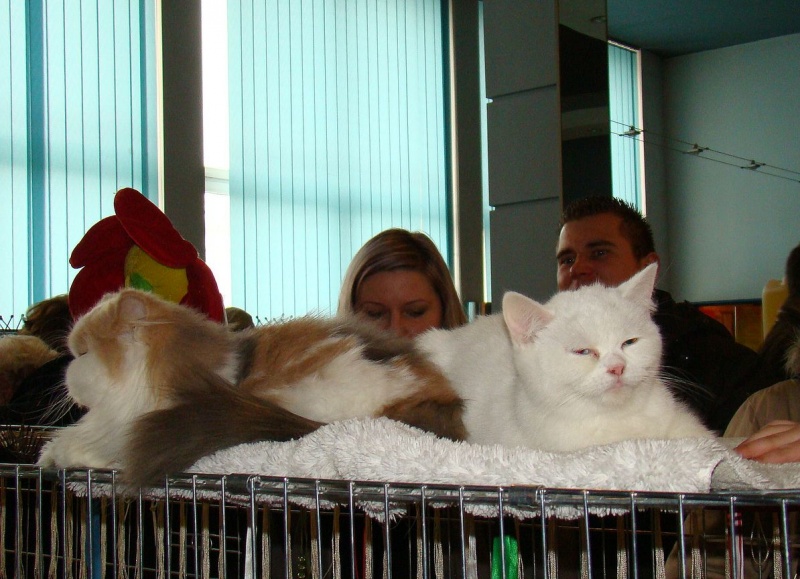 Zdjęcie w galerii na portalu naszwodzislaw.com: Mruczące futrzaki w WCK wiadomości z regionu