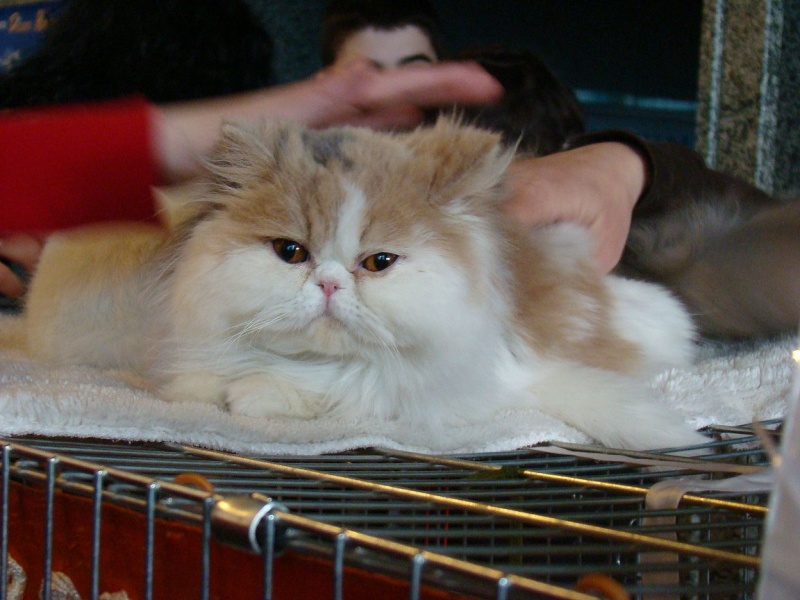 Zdjęcie w galerii na portalu naszwodzislaw.com: Mruczące futrzaki w WCK wiadomości z regionu