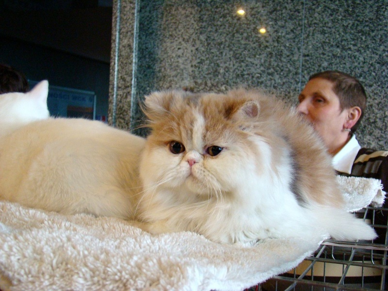 Zdjęcie w galerii na portalu naszwodzislaw.com: Mruczące futrzaki w WCK wiadomości z regionu