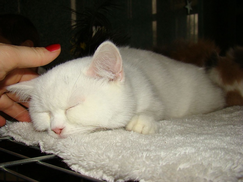 Zdjęcie w galerii na portalu naszwodzislaw.com: Mruczące futrzaki w WCK wiadomości z regionu