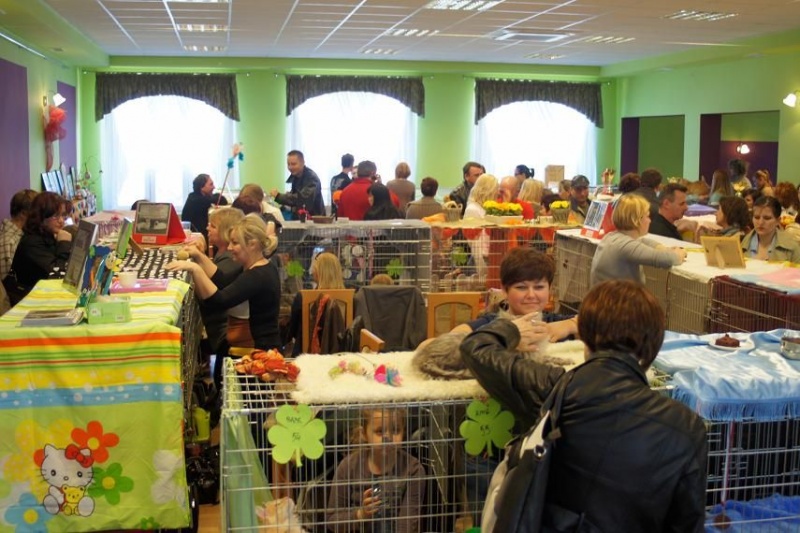 Zdjęcie w galerii na portalu naszwodzislaw.com: Kocie piękności w Mszanie wiadomości z regionu