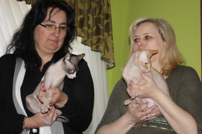 Zdjęcie w galerii na portalu naszwodzislaw.com: Kocie piękności w Mszanie wiadomości z regionu