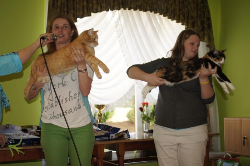 Zdjęcie w galerii na portalu naszwodzislaw.com: Kocie piękności w Mszanie wiadomości z regionu