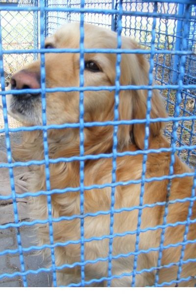 Zdjęcie w galerii na portalu naszwodzislaw.com: Znaleziono psa wiadomości z regionu