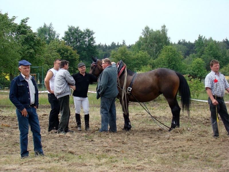 Zdjęcie w galerii na portalu naszwodzislaw.com: Koń Leon uciągnął 1200 kg wiadomości z regionu